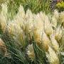 Cortaderia selloana 'Tiny Pampa'