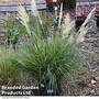 Cortaderia selloana 'Minipampas Silver'