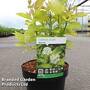Corylus avellana 'Aurea'