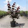 Corylus 'Rode Zellernoot'