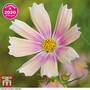 Cosmos bipinnatus 'Apricot Lemonade'