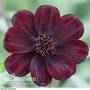 Cosmos atrosanguineus 'Chocamocha'