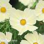 Cosmos bipinnatus 'Lemonade™'