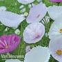 Cosmos 'Cupcakes and Saucers'