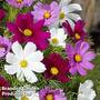 Cosmos 'Candyfloss Mix'