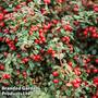 Cotoneaster dammeri