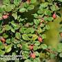 Cotoneaster microphyllus 'Streibs Findling'