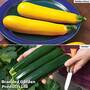 Courgette Twin Pack