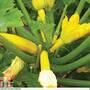 Courgette 'Orelia' F1 Hybrid
