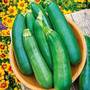 Courgette 'Sure Thing'