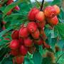 Crab Apple 'John Downie'