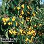 Crab Apple 'Comtesse de Paris'