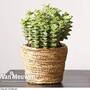 Crassula perforata (House plant)