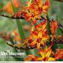 Crocosmia 'Firestarter' (Firestars Series)