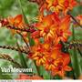Crocosmia 'Scorchio' (Firestars Series)