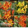 Crocosmia 'Firestars Collection'