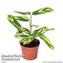 Ctenanthe 'Golden Mosaic'