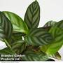 Ctenanthe oppenheimiana