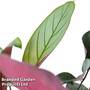 Ctenanthe setosa