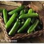 Cucumber 'Mini Stars' F1 Hybrid