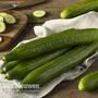 Cucumber 'Telegraph Improved'