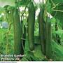 Cucumber 'Carmen' F1 Hybrid (Grafted)
