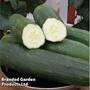 Cucumber 'Peticue'