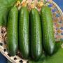 Cucumber 'Merlin'