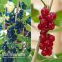 Currant Duo