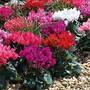 Cyclamen 'Smartiz Mix' (Garden Ready)