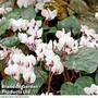 Cyclamen coum subsp. coum f. pallidum 'Album'