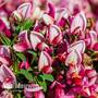 Cytisus 'Hollandia'