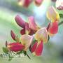 Cytisus 'Zeelandia'