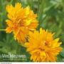Coreopsis grandiflora 'Early Sunrise'