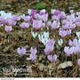 Cyclamen hederifolium