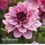 Dahlia 'Creme de Cassis'