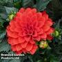 Dahlia Gallery Riviera