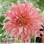 Dahlia 'Penhill Watermelon'