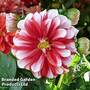 Dahlia 'Lubega Power Red White'