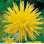 Dahlia 'Yellow Star'