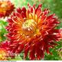 Dahlia 'Akita'