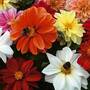 Dahlia 'Patio Choice' Mix