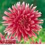 Dahlia 'Park Princess'