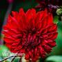 Dahlia 'Karma Amora'