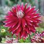 Dahlia 'AC Dark Horse'