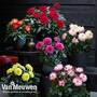 Dahlia Maggiore Collection