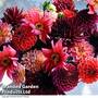 Dahlia 'Autumn Shades Mix'