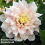 Dahlia 'Break Out'