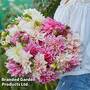 Dahlia 'Cafe au Lait' Collection
