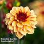 Dahlia 'Cr'me de Cognac'